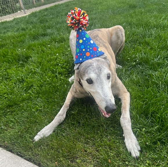 Meet your Posher, Dana - Picture 12 of 16